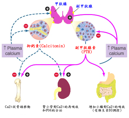 Calcitonin and PTH